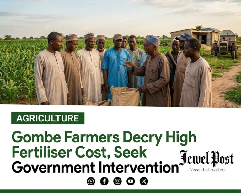 Gombe farmers decry high fertiliser cost, seek government intervention Gombe farmers decry high fertiliser cost, seek government intervention